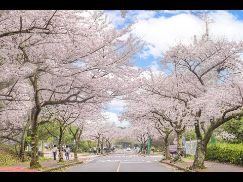 제주대의 봄을 영상으로 만나보세요 :)
