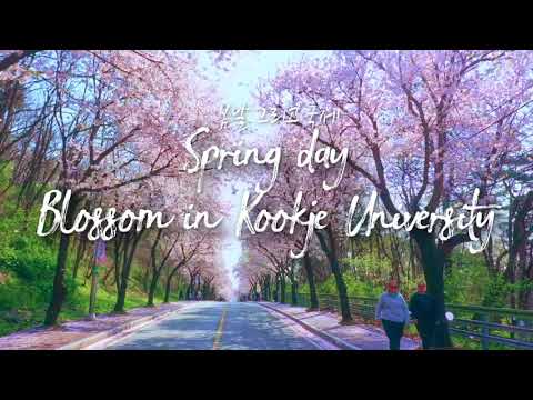 2024년 국제대학교 벚꽃