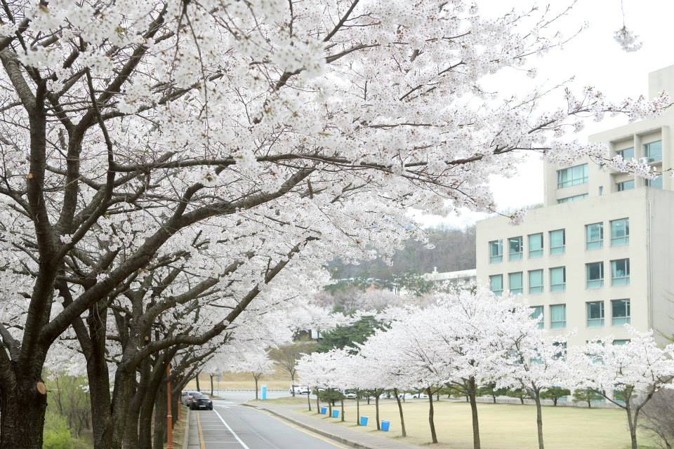 Review Đại học Myongji (명지대학교) – Trường Đại học top 1% visa thẳng 2 Đại học Myongji