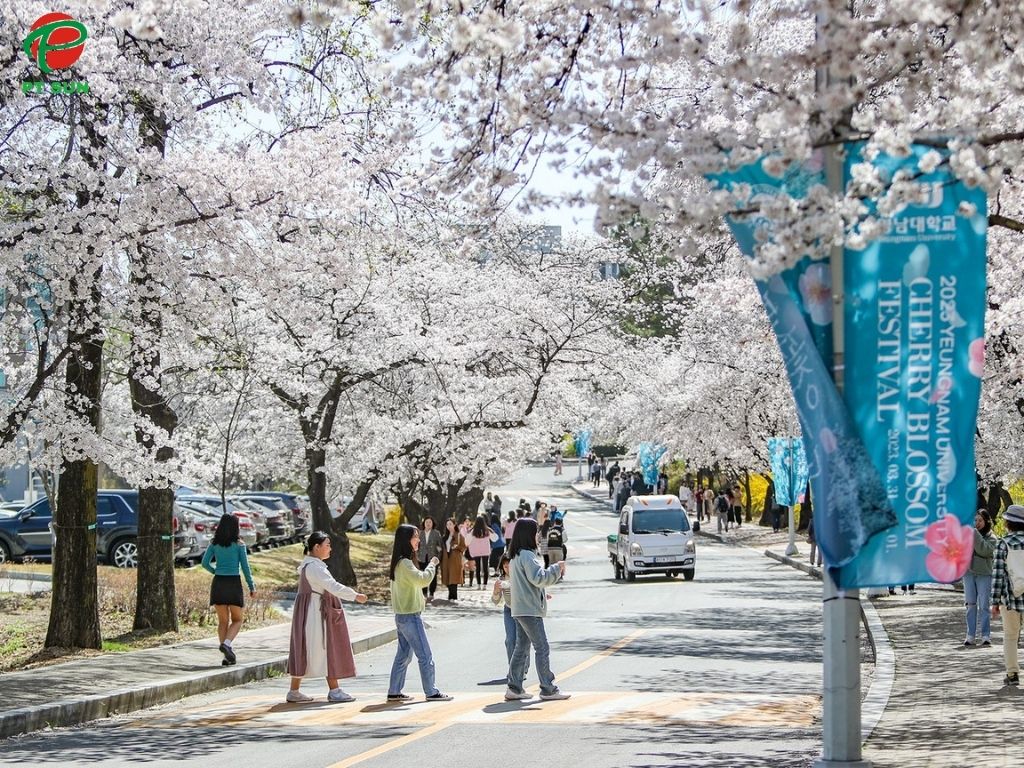 Cảnh hoa anh đào tại Đại học Yeungnam