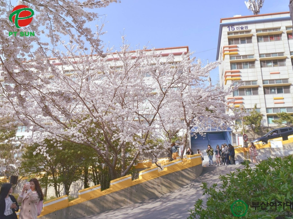 Cao đẳng nữ sinh Busan