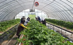 Trang trại hàn quốc